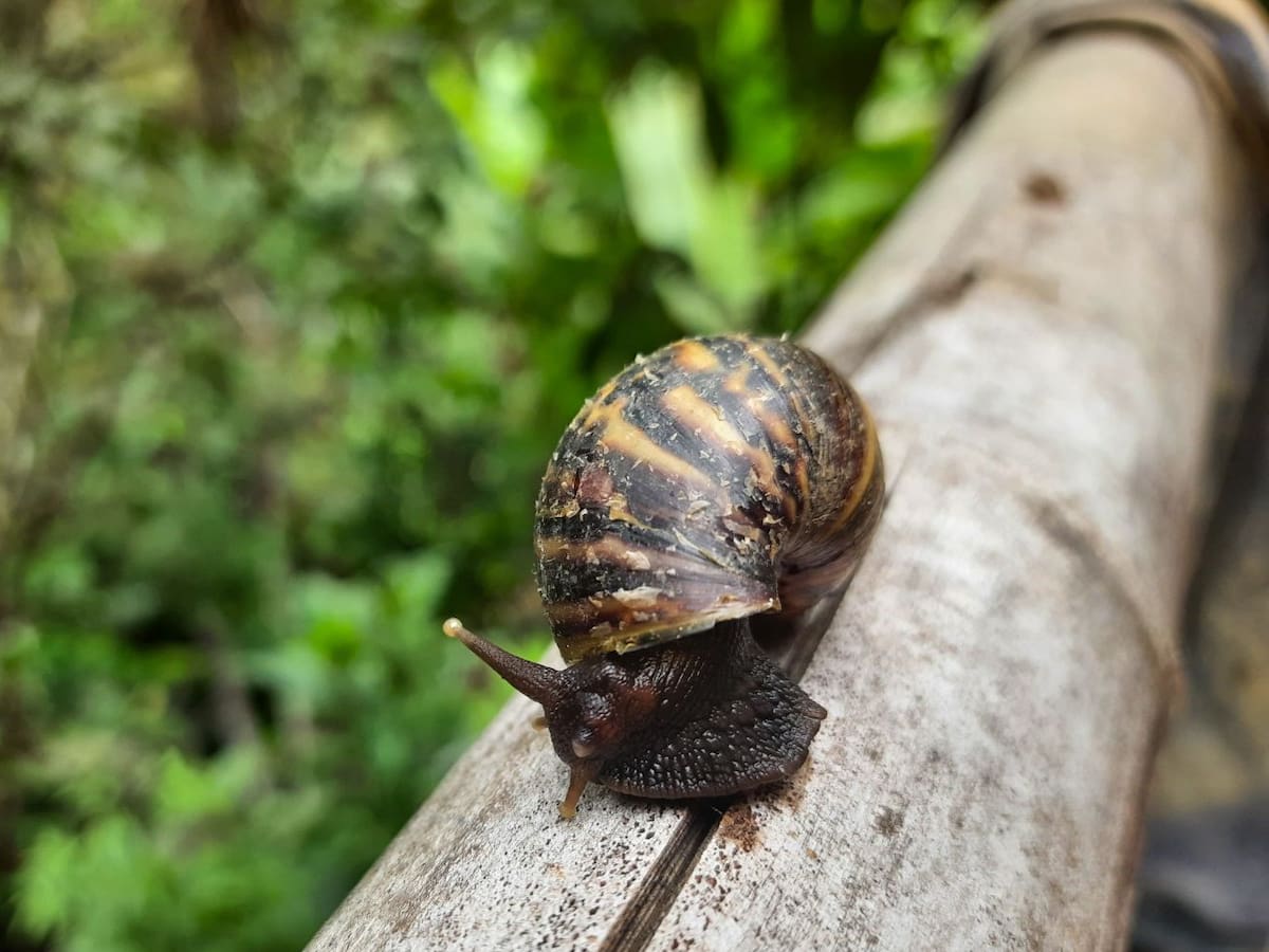 Corpoboyacá intensifica esfuerzos para frenar la reproducción del Caracol Gigante Africano