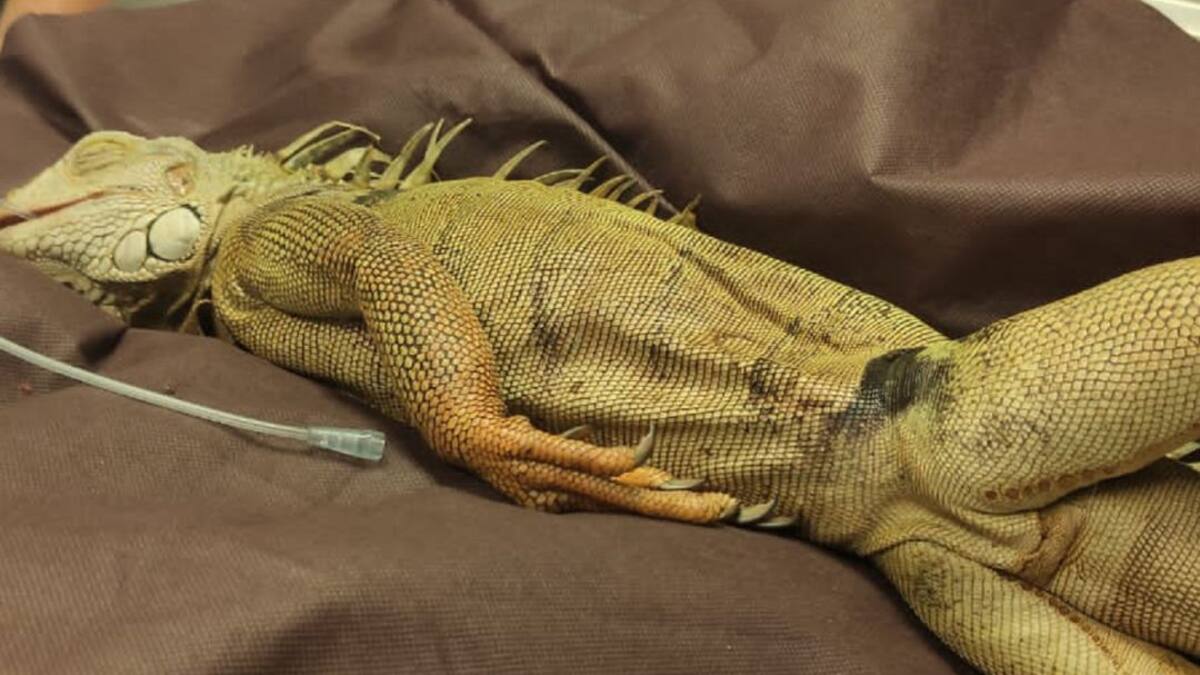 Reconstruyen boca a Iguana que no podía "tomar café"