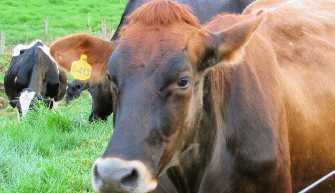 Vacunación contra la fiebre aftosa