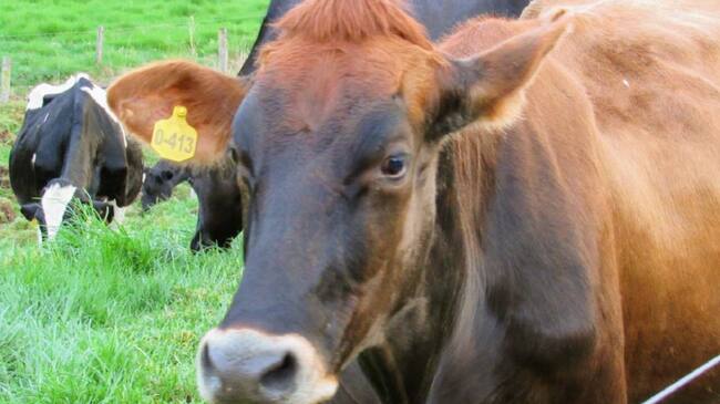 Vacunación contra la fiebre aftosa