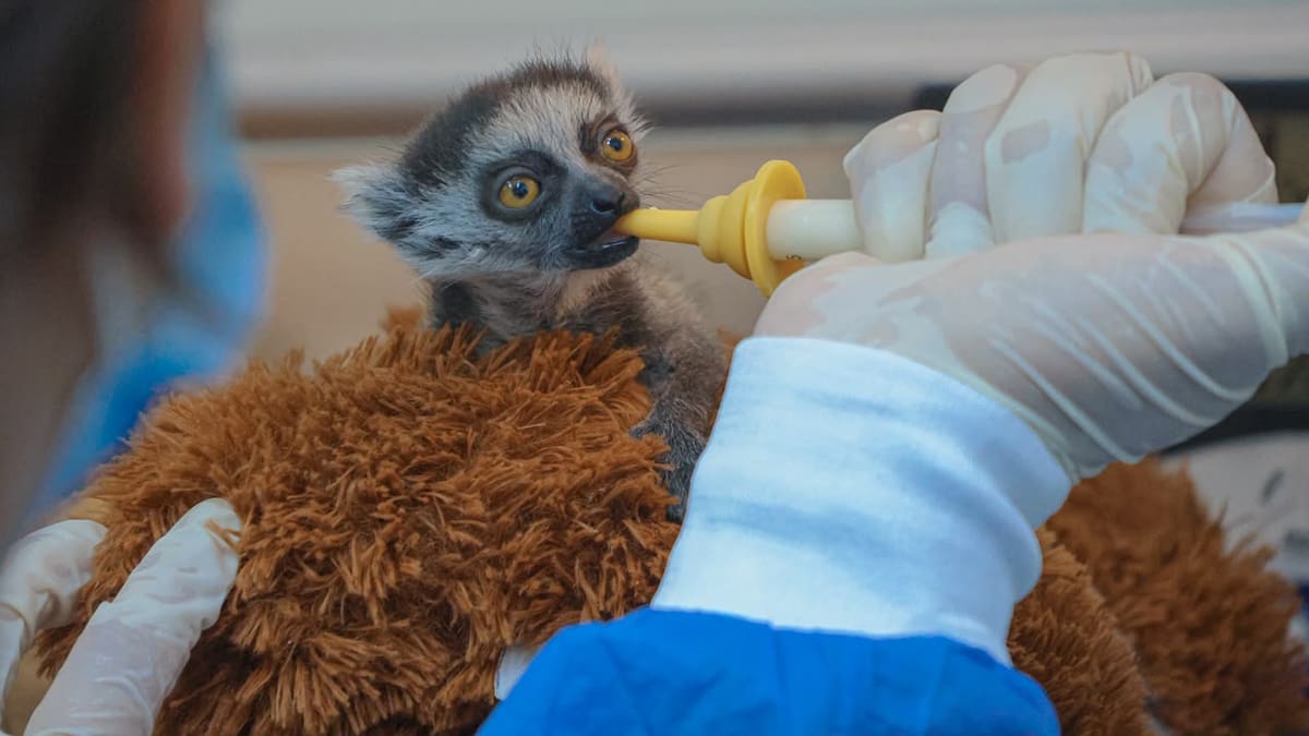 Cría de lémur sobrevive con ayuda de un peluche en el Zoológico de Cali tras ser rechazada por mamá