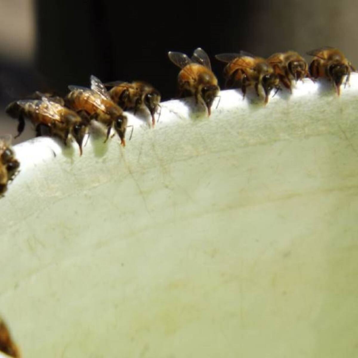 Apicultores en el Cesar denuncian mortandad de abejas