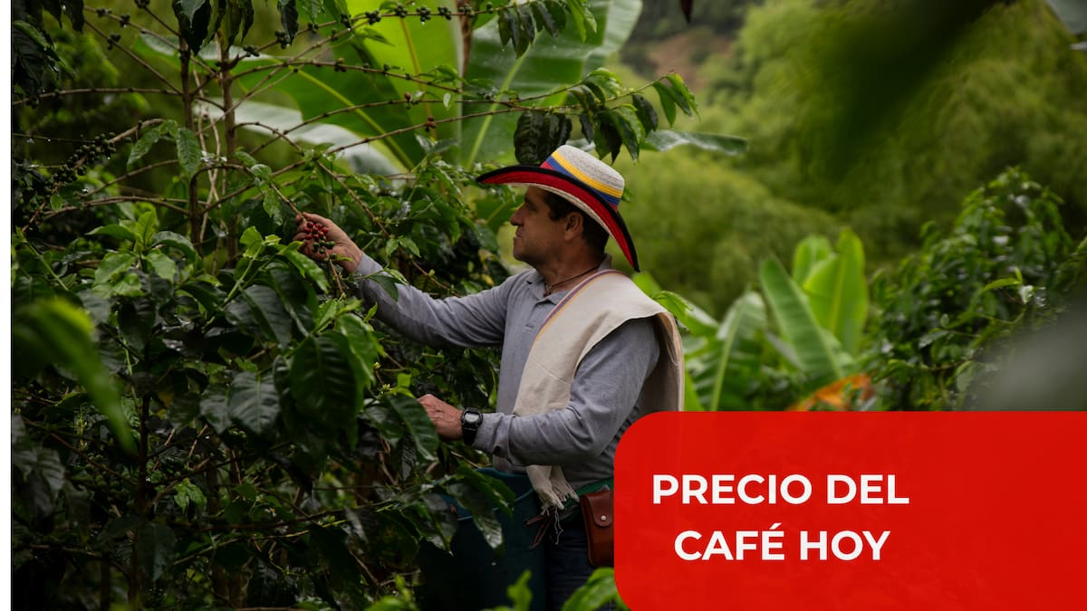 Precio del café en Colombia HOY 26 de agosto 2026: el grano se desvaloriza levemente