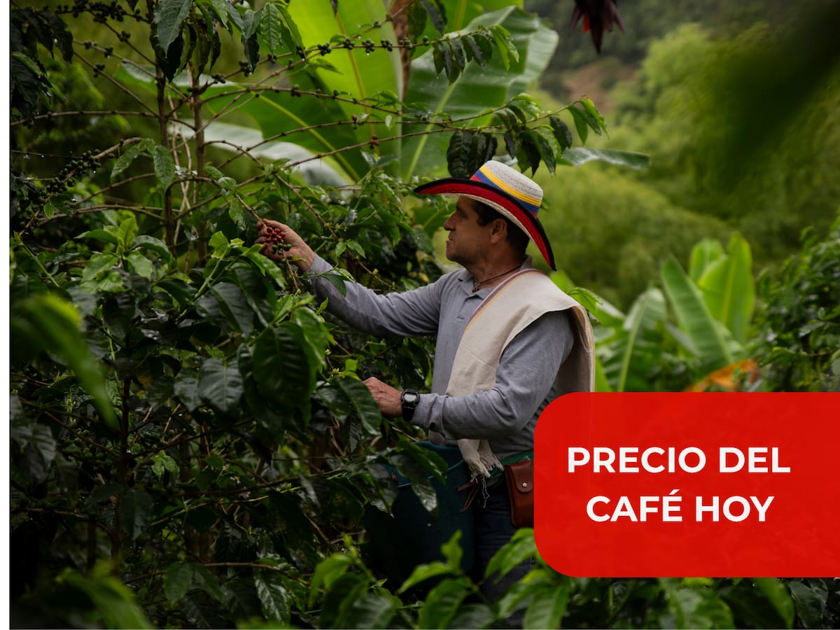 Precio del café en Colombia HOY 26 de agosto 2026: el grano se desvaloriza levemente