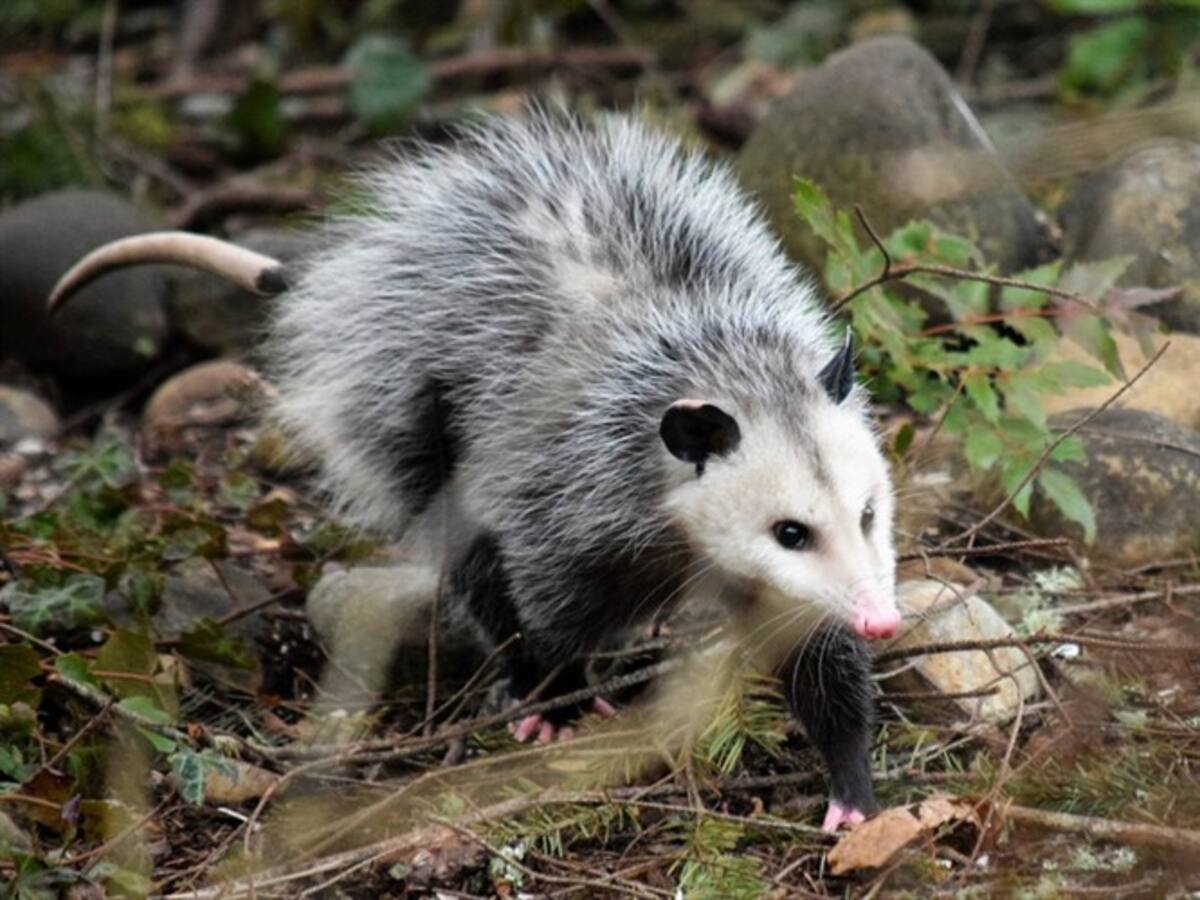 “La Vía Tiene Vida”: campaña que busca proteger la fauna silvestre en Antioquia