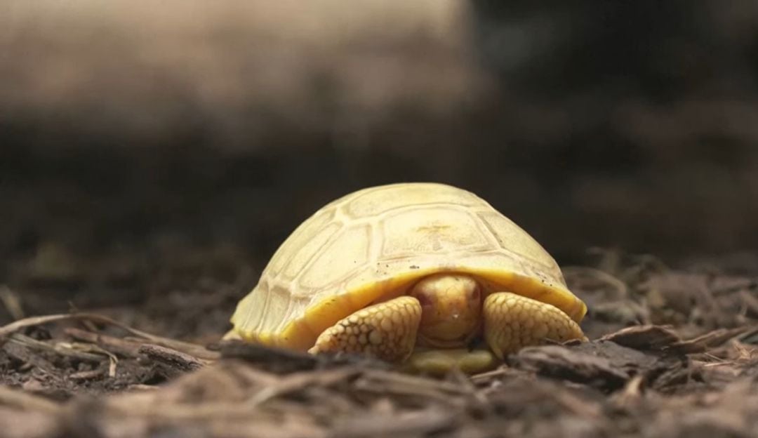 Nace la primera tortuga albina y gigante en Galápagos
