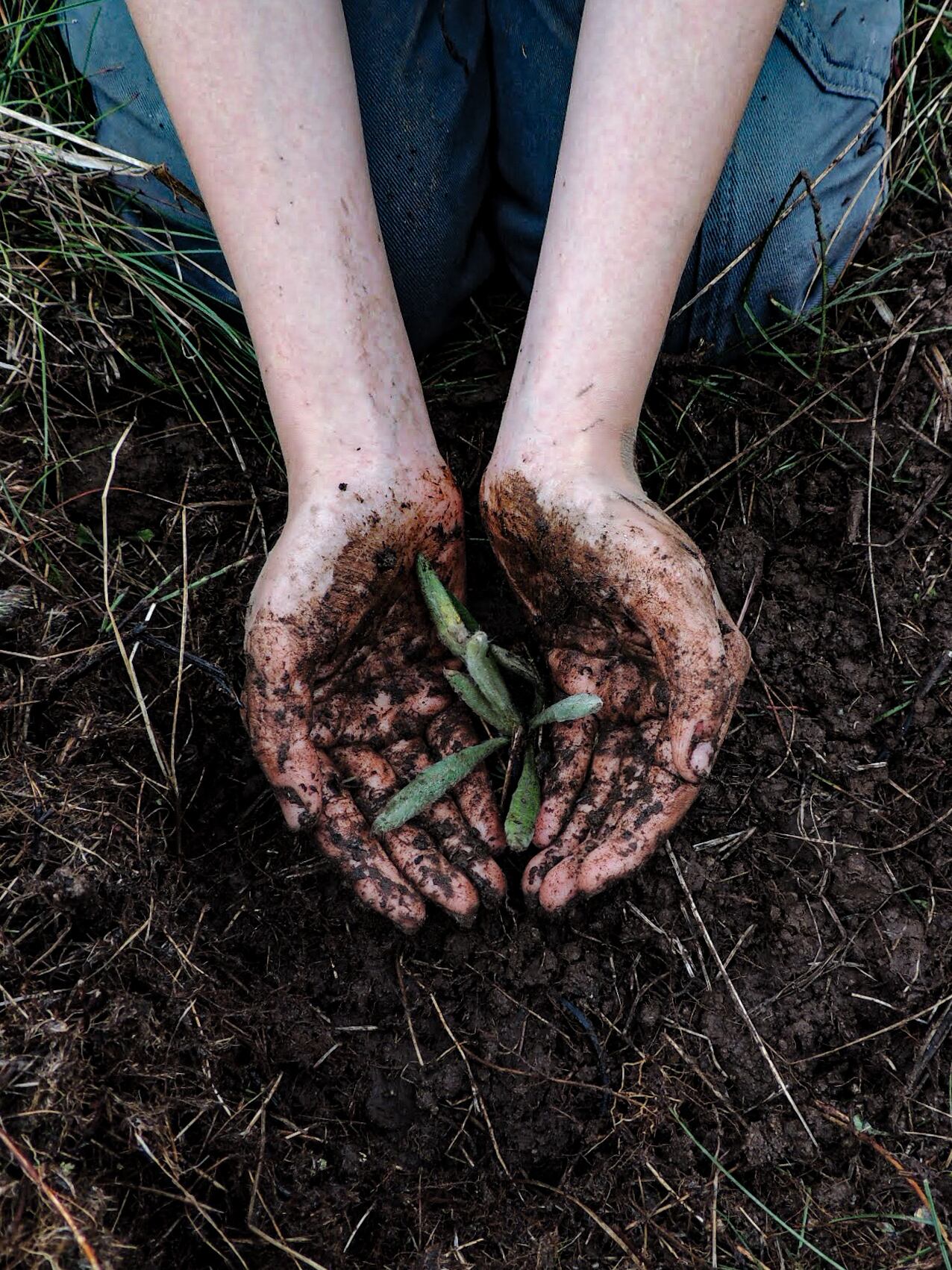 Siembra de frailejones Boyacá / Foto: Cortesía