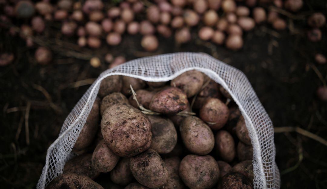 Papa en mercado de Bogotá