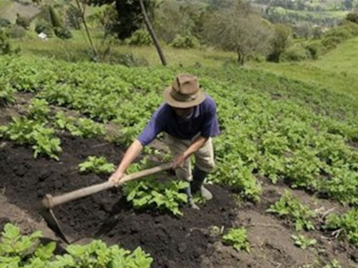 Papicultores de Boyacá le exigirán al Gobierno Nacional mayores garantías de trabajo