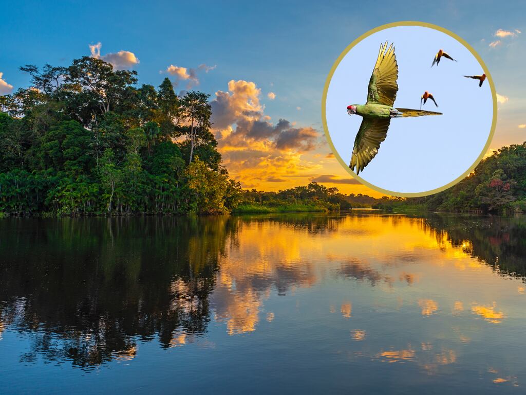 Vista de un paisaje selvático de la Amazonia desde el río Amazonas, de fondo un grupo de aves de la zona (Fotos vía Getty Images)