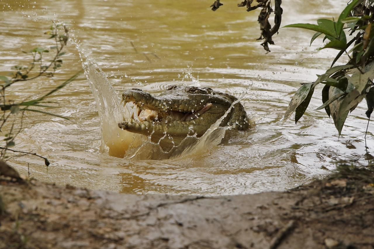 Caimanes del Parque Agroecológico Merecure. Foto: Suministrada