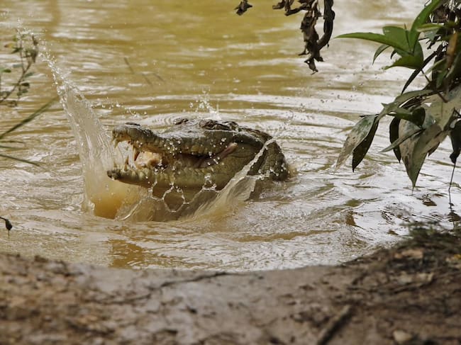 Caimanes del Parque Agroecológico Merecure. Foto: Suministrada