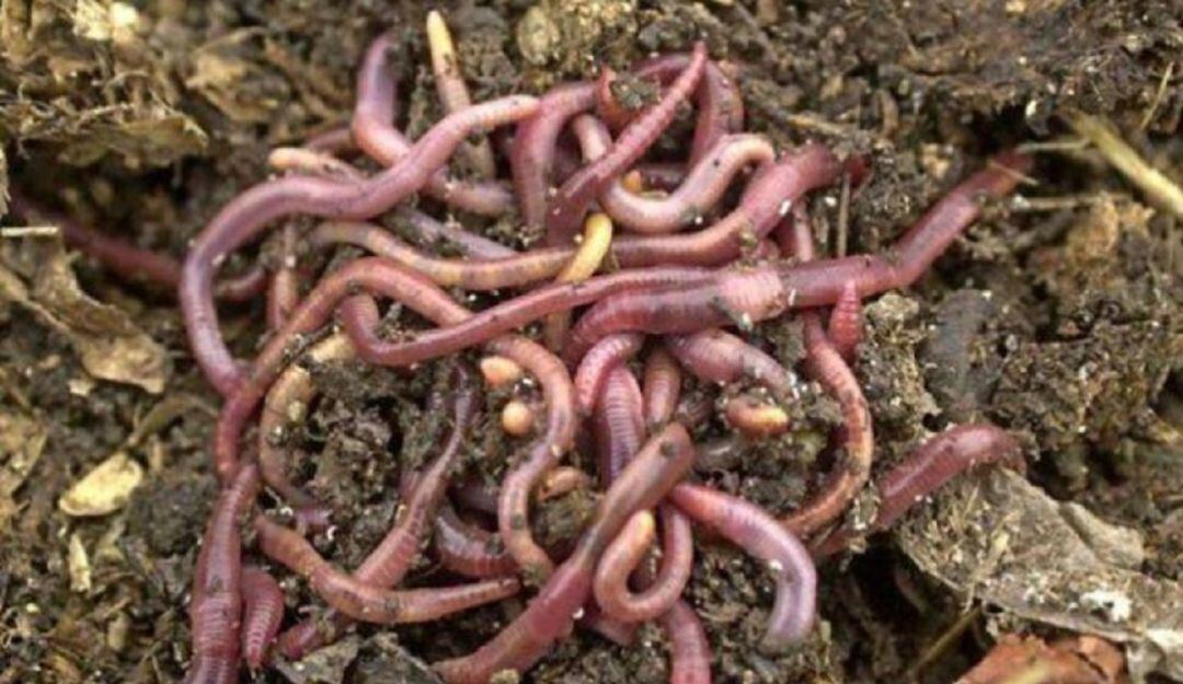 Lombrices californianas