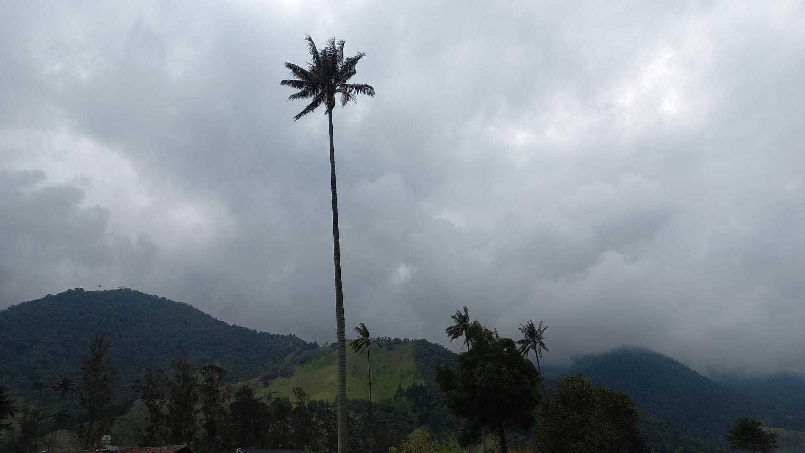 La palma de cera del Quindío en el Valle de Cocora en Salento. Foto: Vanessa Porras