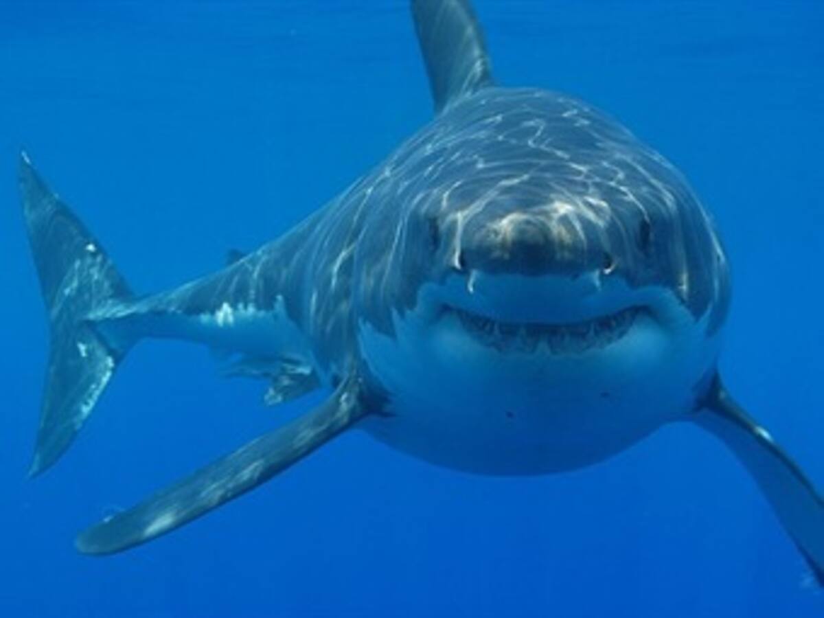Interceptan barco con 357 tiburones pescados ilegalmente en Galápagos