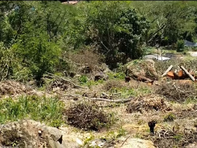Investigarán tala masiva de árboles en zona protegida