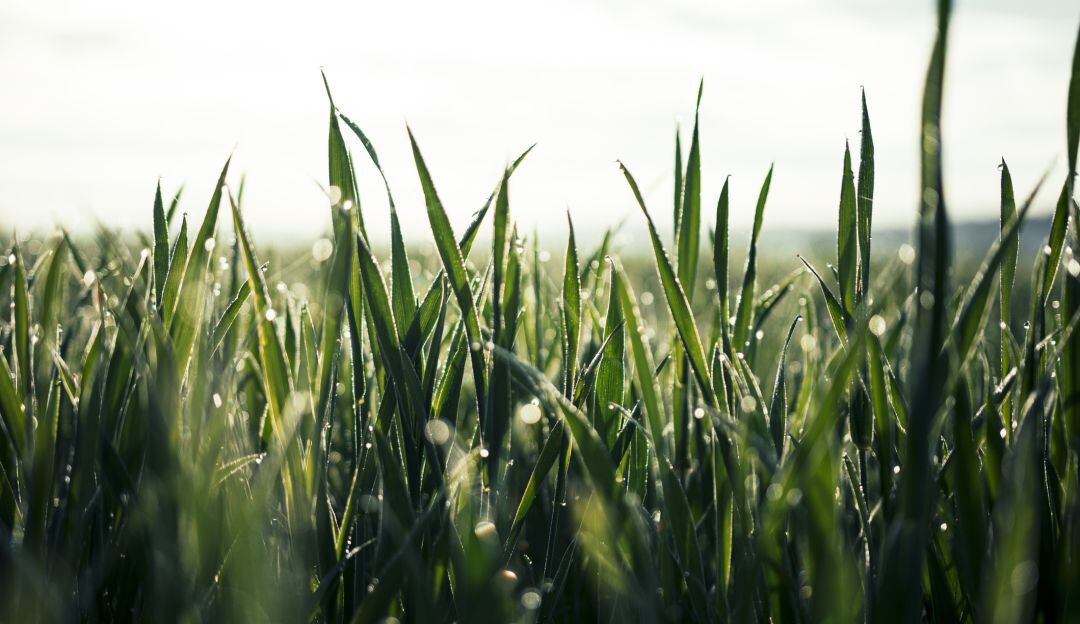 Lluvias sobre cultivos. Imagen de referencia
