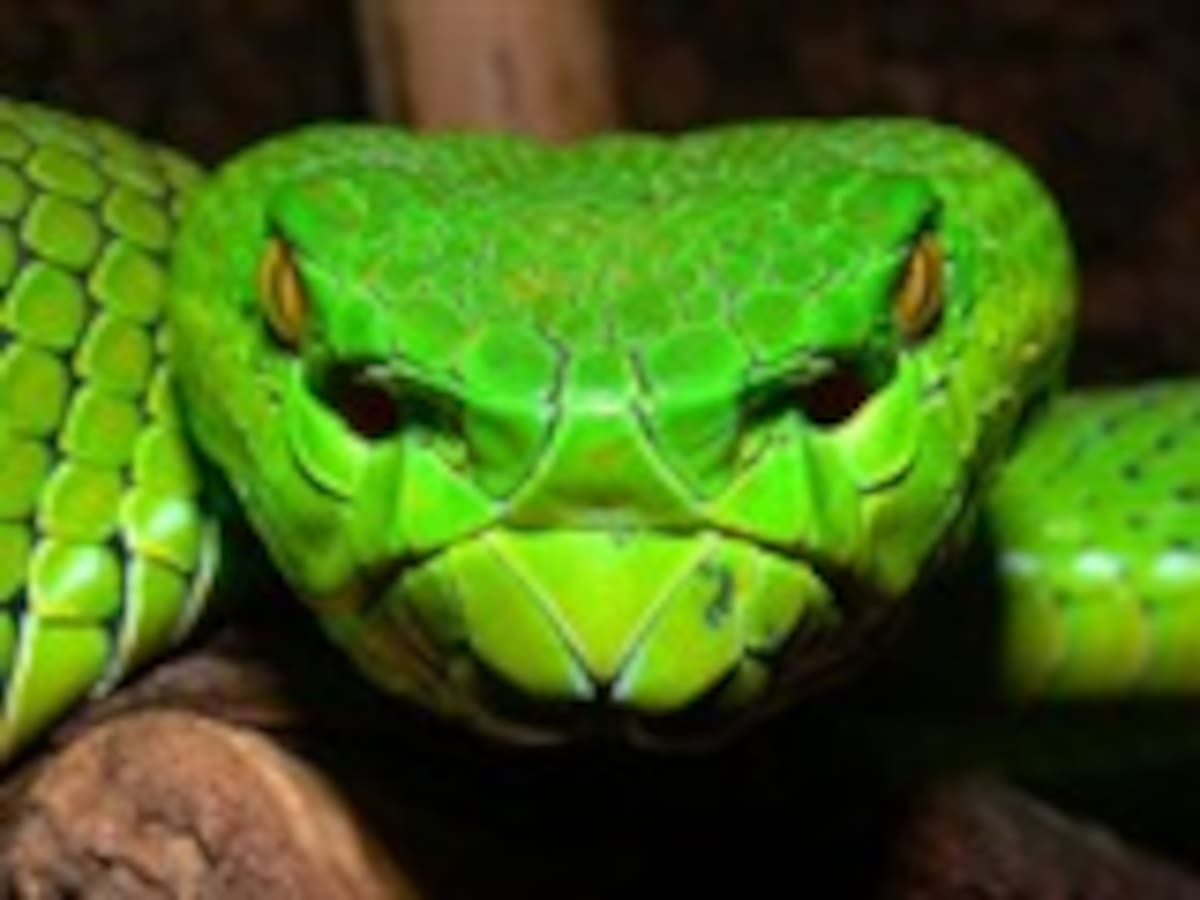 Halladas 1.000 especies nuevas escondidas en el sudeste asiático