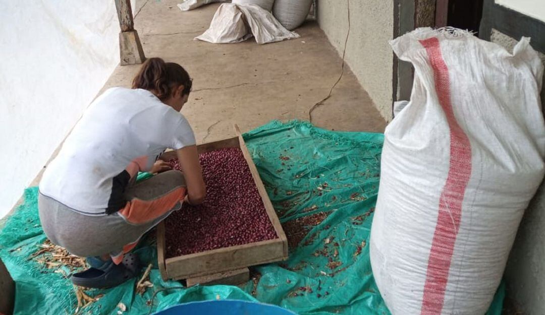 Al menos 10.000 familias del Tolima dependen de la producción del fríjol.