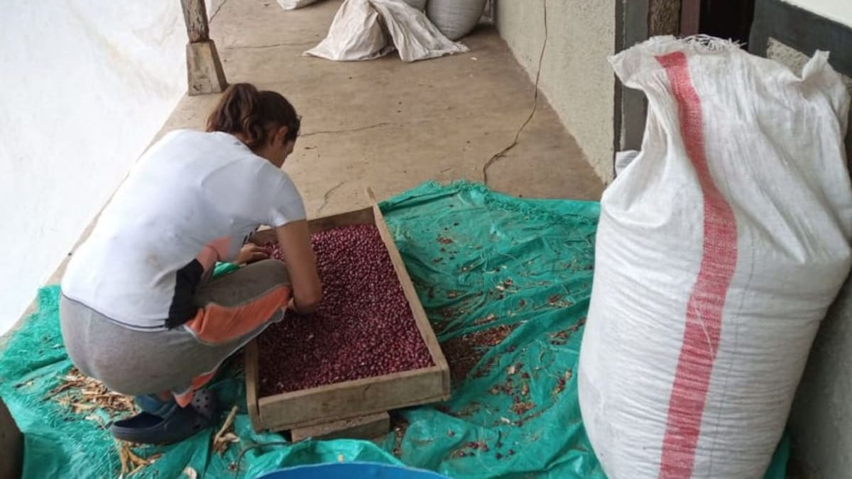 Fenalce entrega 33.400 kilos de semillas mejoradas a pequeños cultivadores