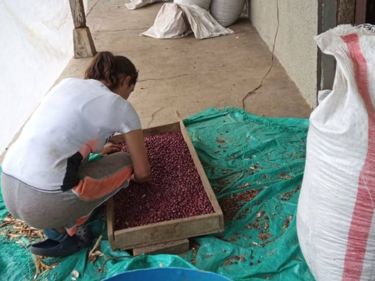 Fenalce entrega 33.400 kilos de semillas mejoradas a pequeños cultivadores