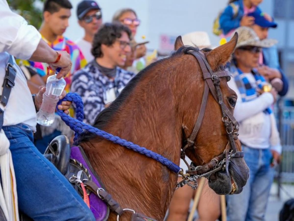 Cerca de 1.500 ejemplares engalanaron el 40° Desfile a Caballo de la Feria de Manizales