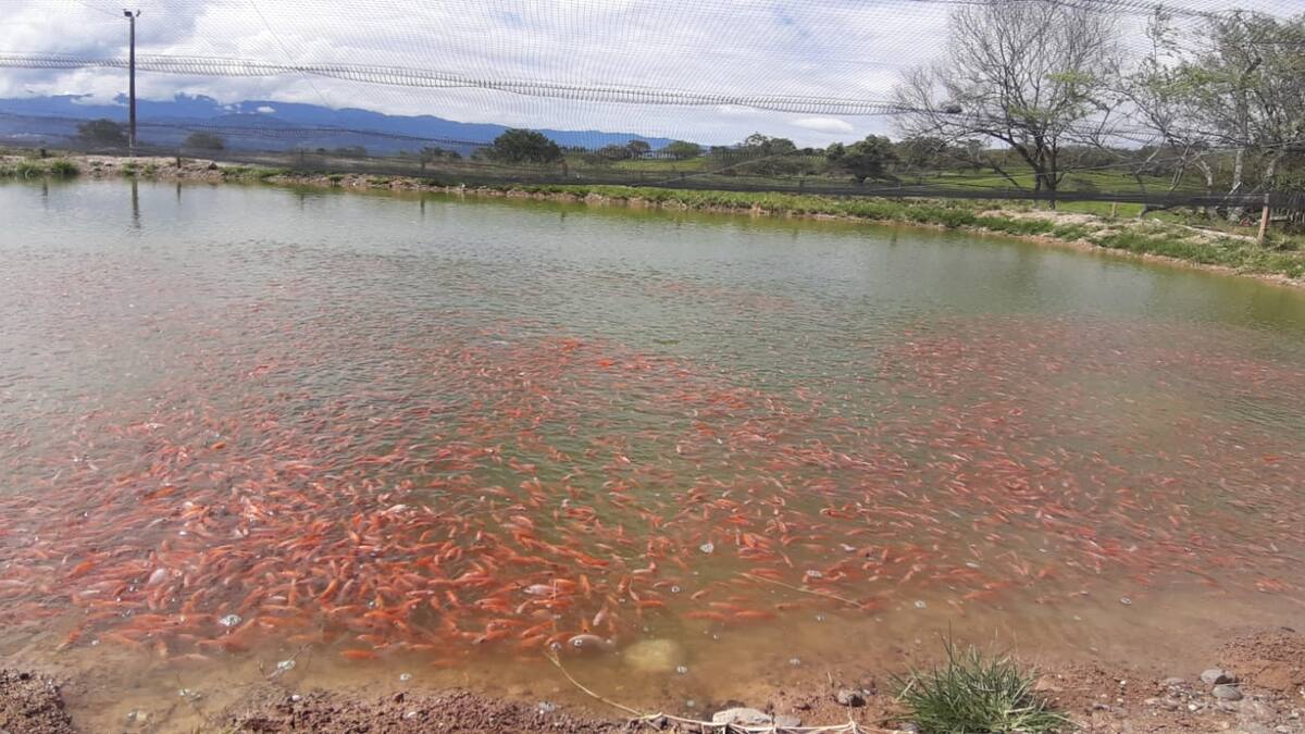Alístese para disfrutar de la Feria Acuícola en el Huila