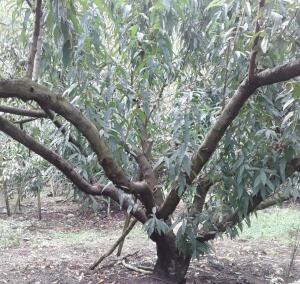 Cultivo de duraznos.