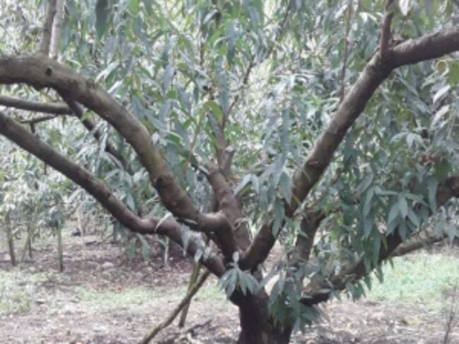 Cultivo de duraznos.