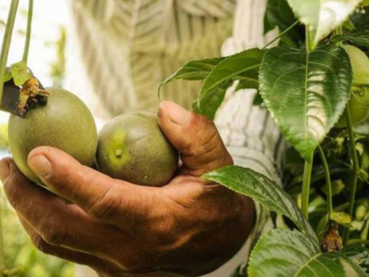 Mafia estaría controlando el mercado agrícola en el Eje Cafetero