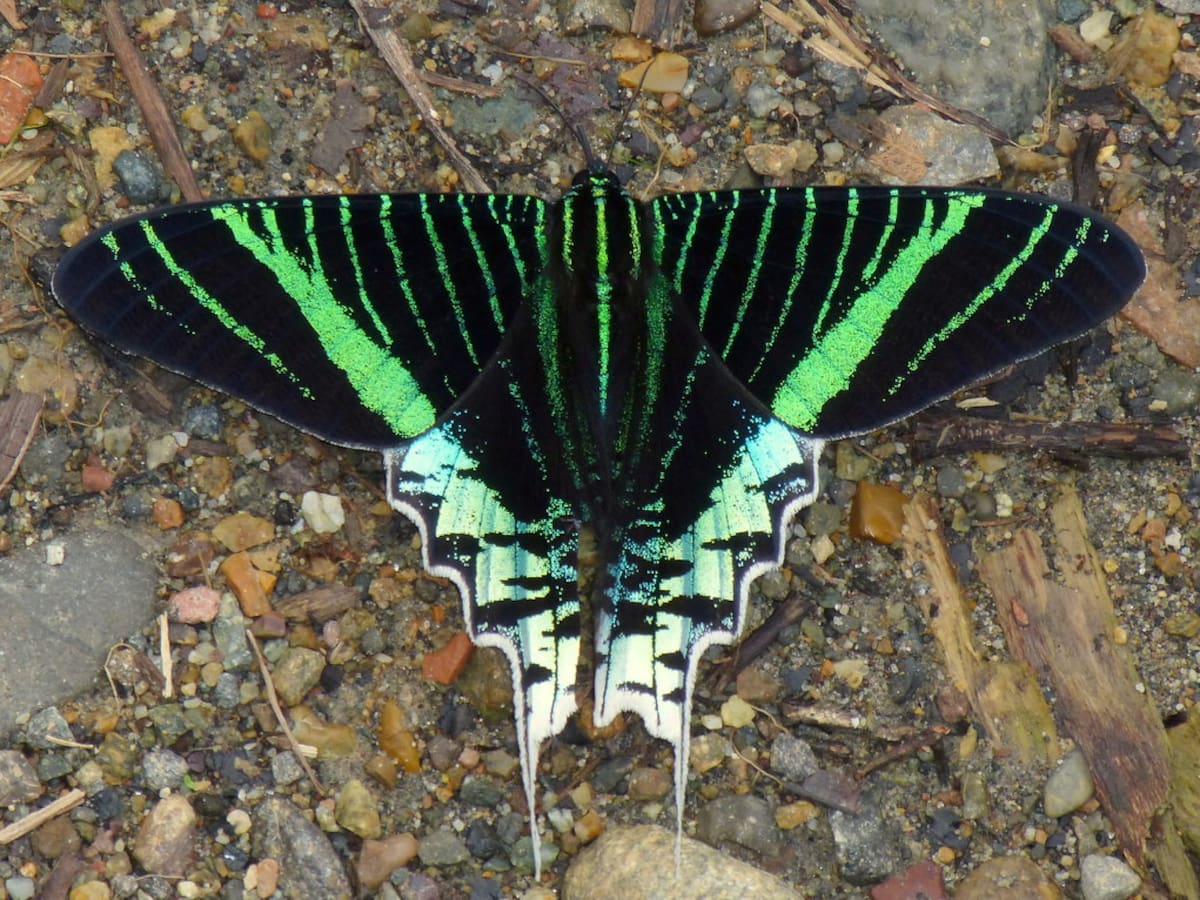 Se avista la migración de la polilla Urania Fulgens en el Oriente Antioqueño