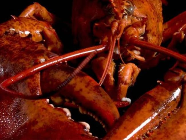 Es inofensivo el Cangrejo Rojo que apareció en el Lago de Tota, Boyacá