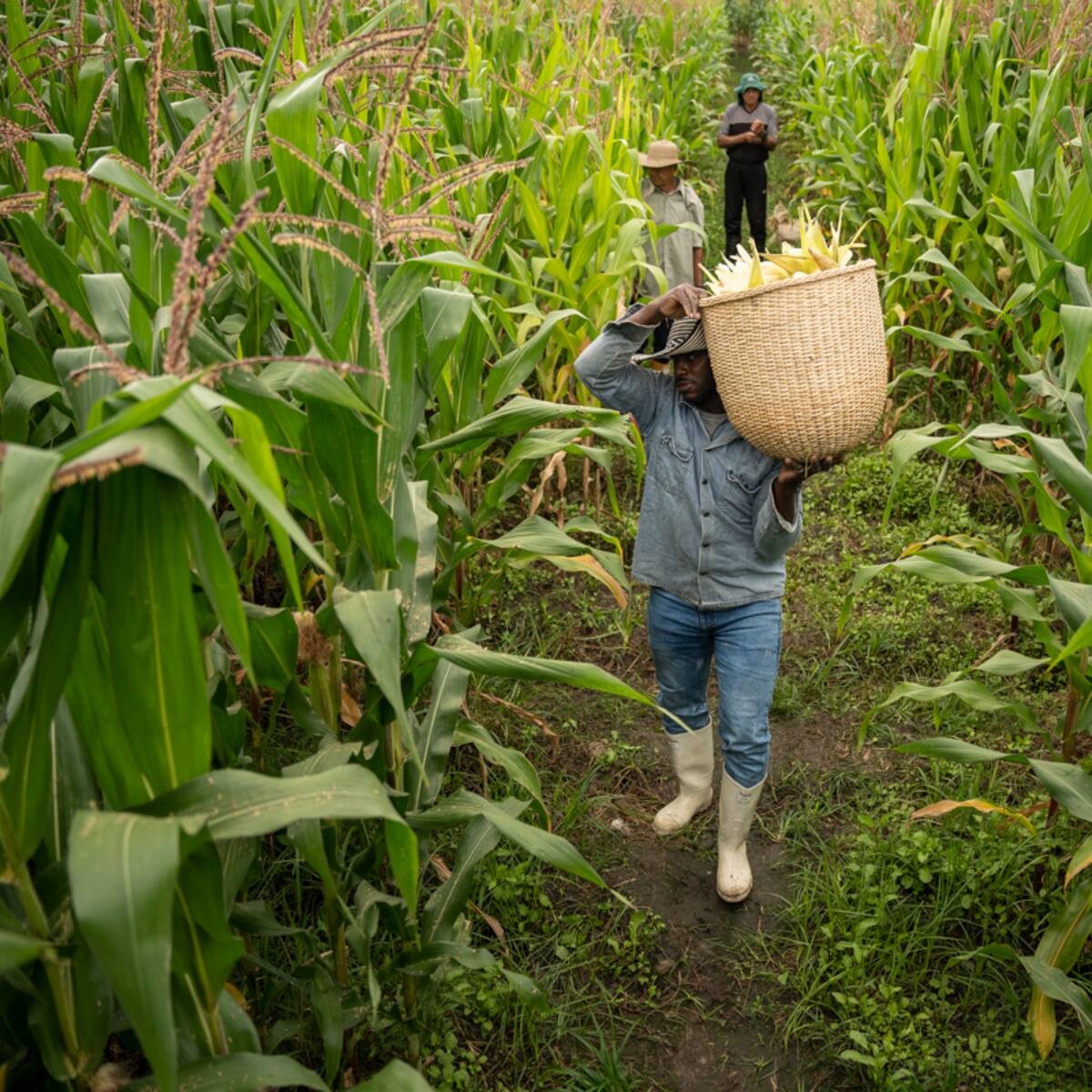 Nativa Sur, la apuesta de Bavaria por el Valle del Cauca