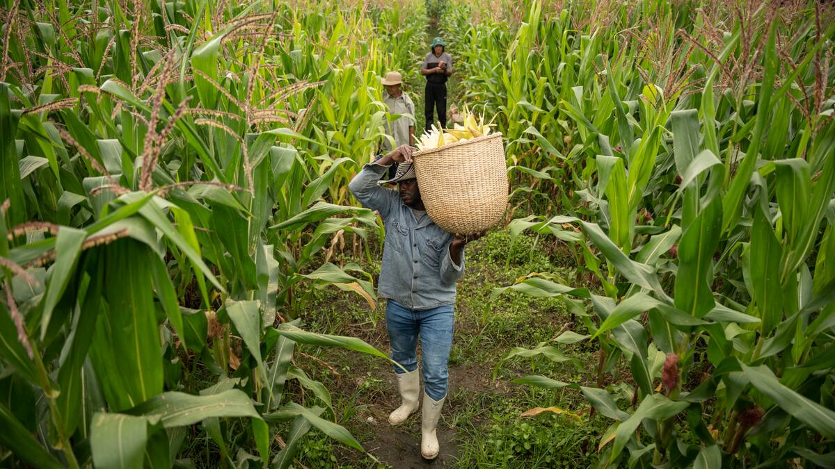 Nativa Sur, la apuesta de Bavaria por el Valle del Cauca