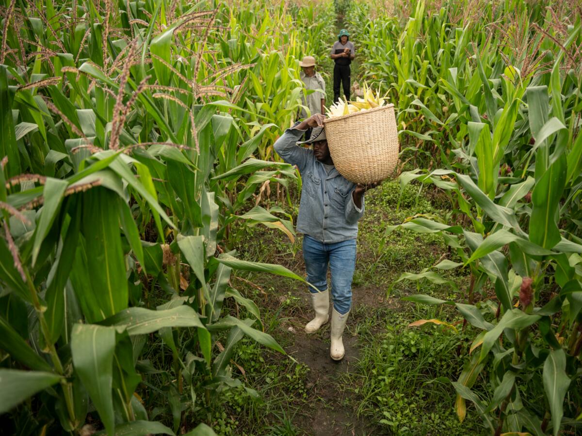 Nativa Sur, la apuesta de Bavaria por el Valle del Cauca
