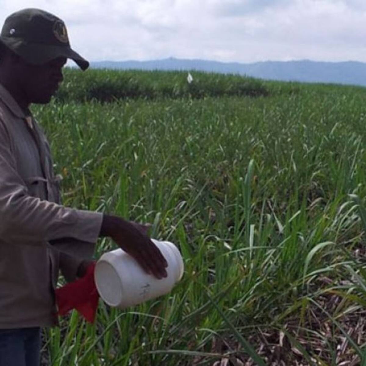 Los tragos agridulces en la producción de azúcar y panela durante 2018