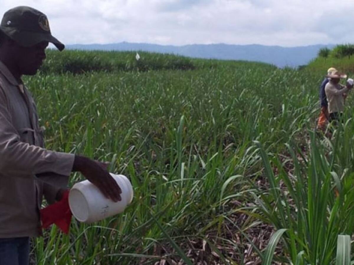 Los tragos agridulces en la producción de azúcar y panela durante 2018