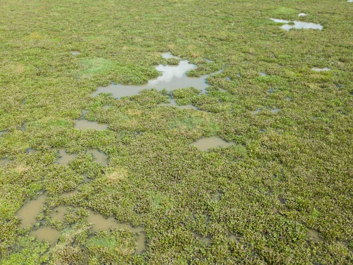 Abono orgánico con la planta acuática tarulla, desarrollan en Bolívar