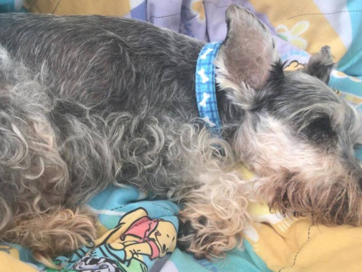 Tutela ordena garantizar medicamento para un perro en Ibagué