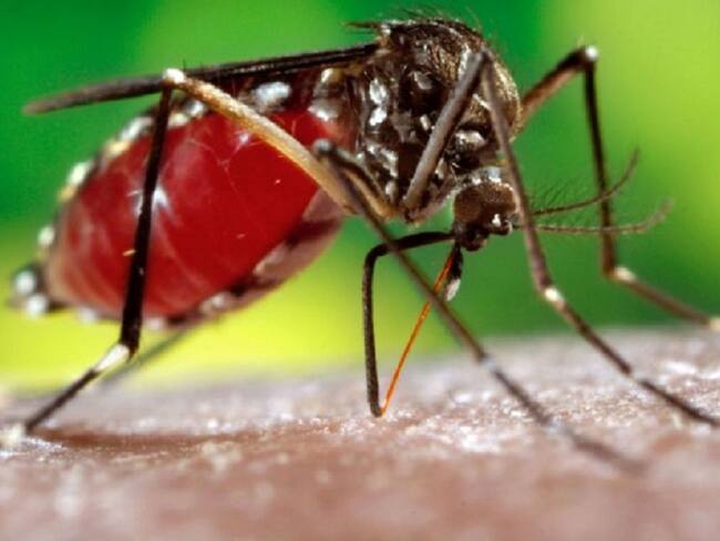 Preocupación por casos de dengue en Cúcuta