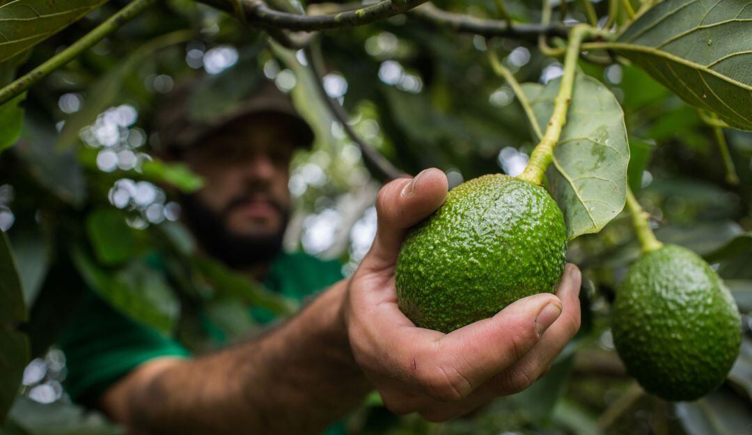 Cultivo de aguacate hass