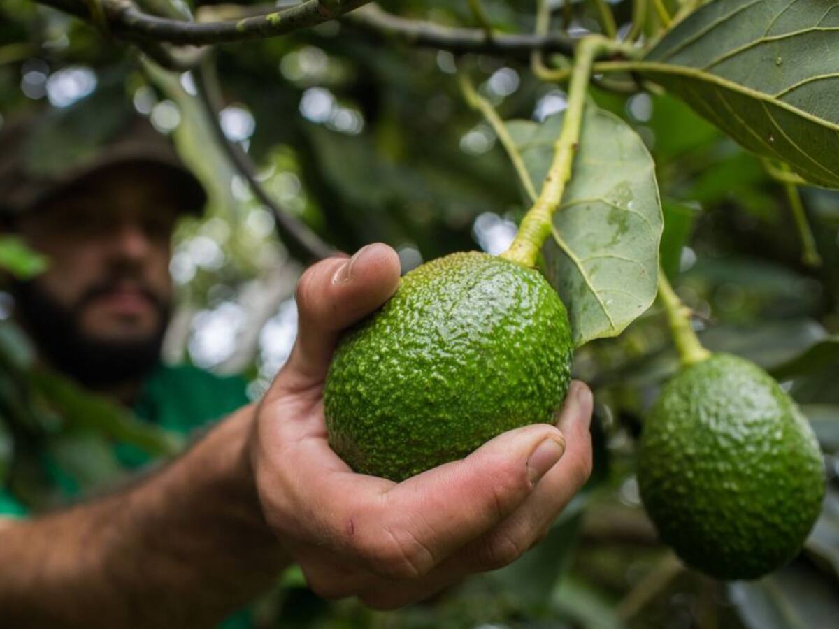 Goteo, nueva tecnología para mejorar producción de aguacate hass en Caldas