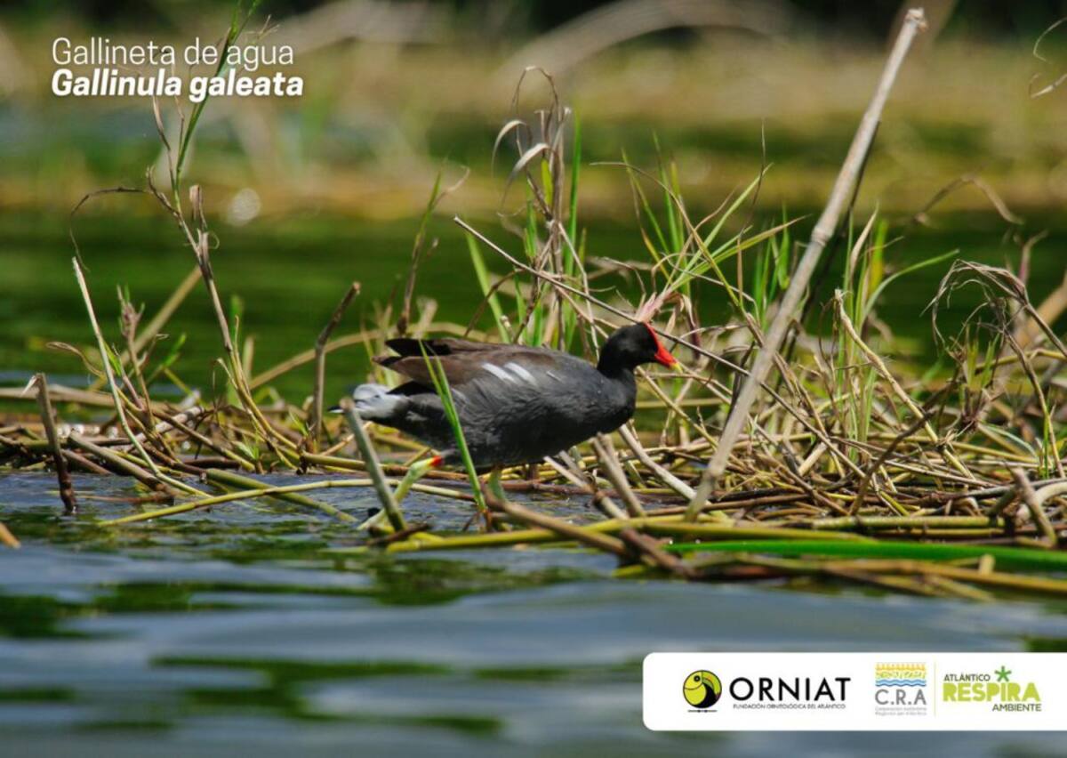 Atlántico vivió la jornada del Global Big Day, iniciativa mundial que a través del avistamiento, se identifican y dan a conocer el registro de aves con el que cuenta un territorio. En el marco de la expedición de Viaje al Corazón del Caribe de Caracol Radio y la Armada de Colombia, destacamos esta iniciativa que la Corporación Regional Autónoma del Atlántico, CRA y la Fundación ORNIAT de Atlántico, lideraron en el departamento, considerado un escenario de diversas especies de aves, tanto nativas como extranjeras que llegan hasta el Atlántico, atraídas por ecosistemas como el de la Ciénaga de Mallorquín y la vía Parque Isla Salamanca.