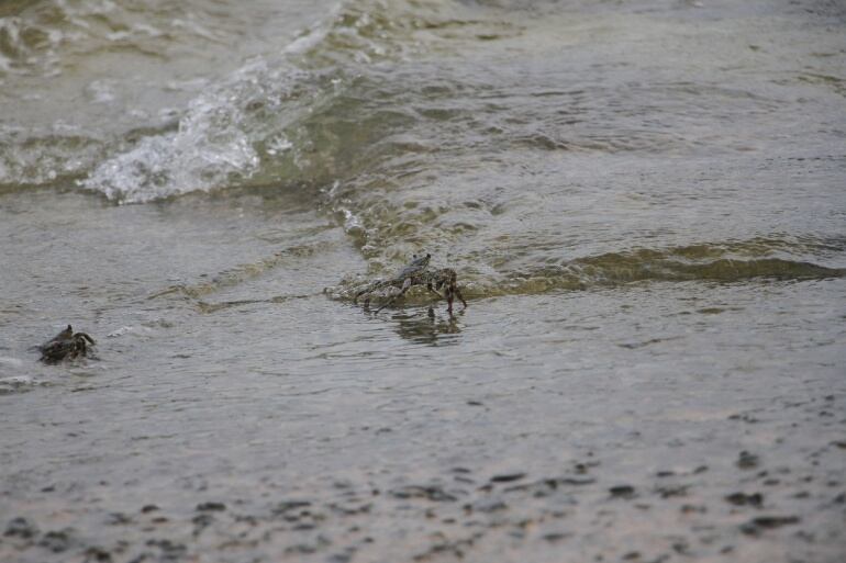 Cangrejo negro en las playas de San Andrés