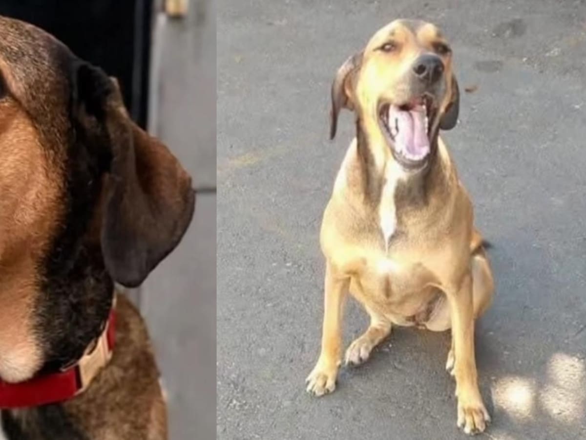 Final feliz: ‘Canela’ no será desalojada de la Estación de Policía de La Candelaria en Medellín