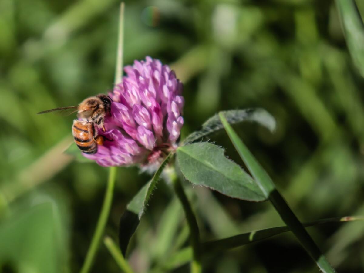 Bogotá: Capital segura para la flora y fauna silvestre