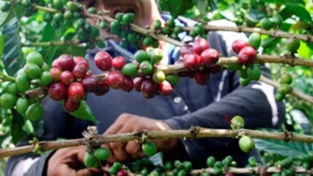 Ya se tienen 19.000 recolectores de café trabajando en el departamento de Caldas