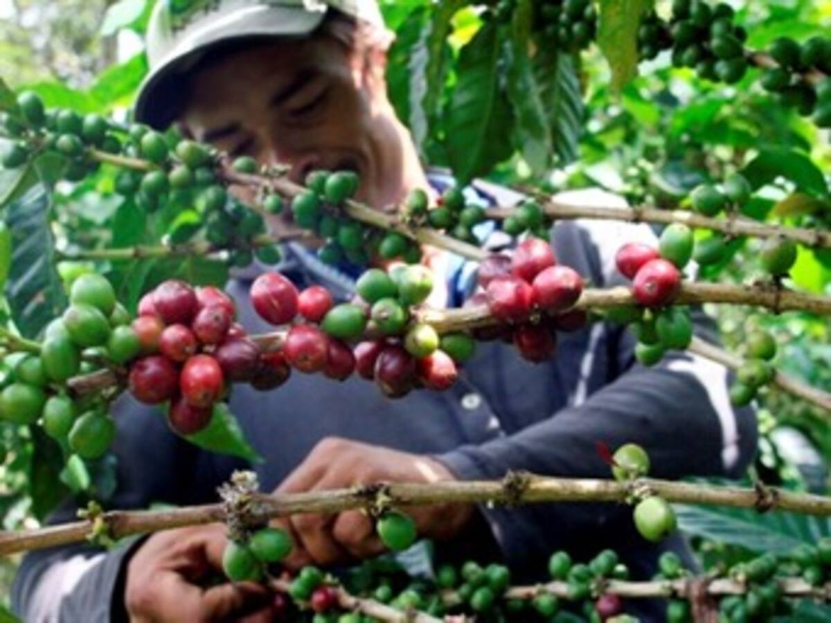 Ya se tienen 19.000 recolectores de café trabajando en el departamento de Caldas