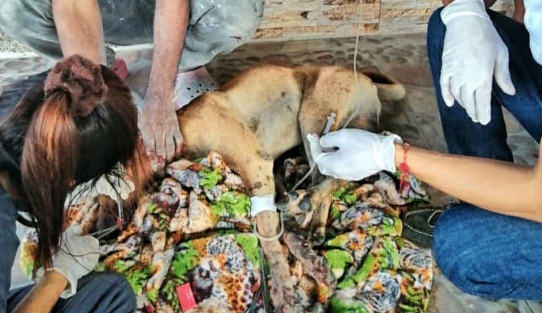 Atención de los animales