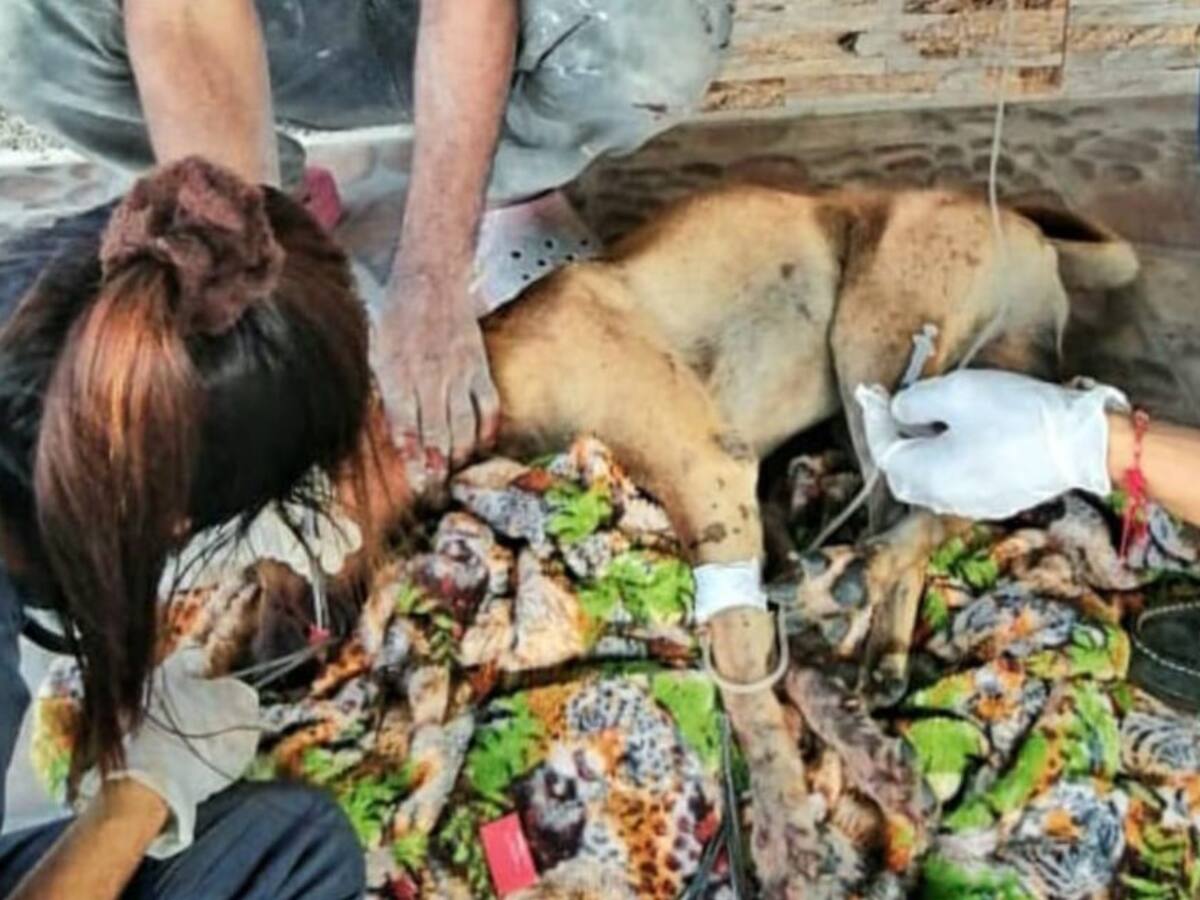 Capturan a un hombre por atacar a un perro en Barranquilla